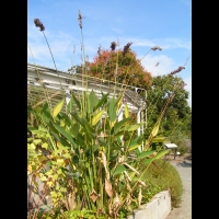 Thalia dealbata (fam. Marantacees) (sud-est USA) (Parc de la tete d'or) (1)